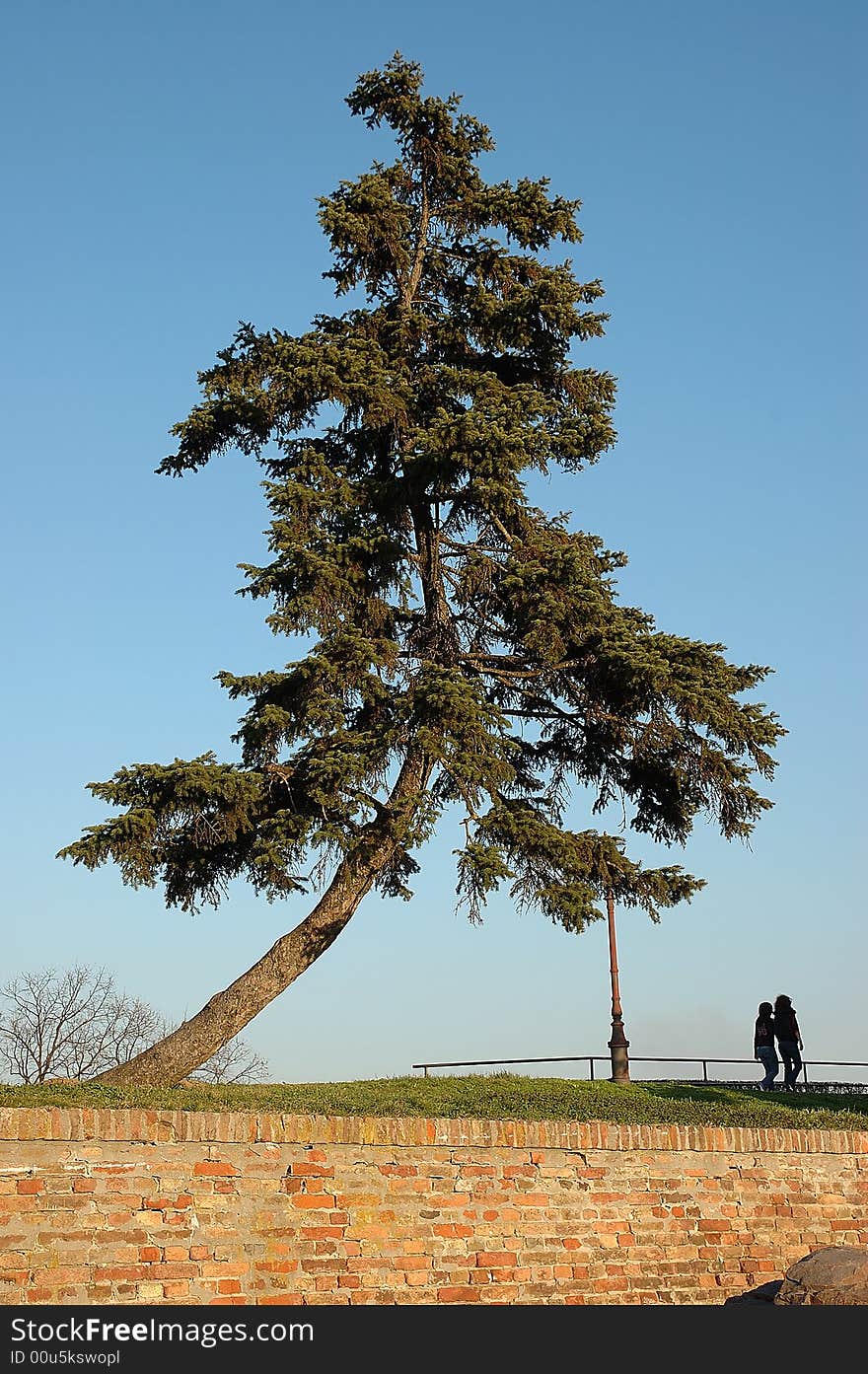 Photo of three with blue sky in background. Photo of three with blue sky in background