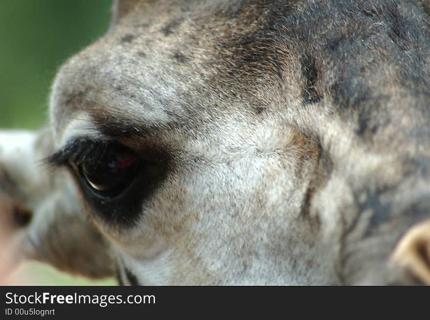 Closeup of giraffe with focus on the eyes.