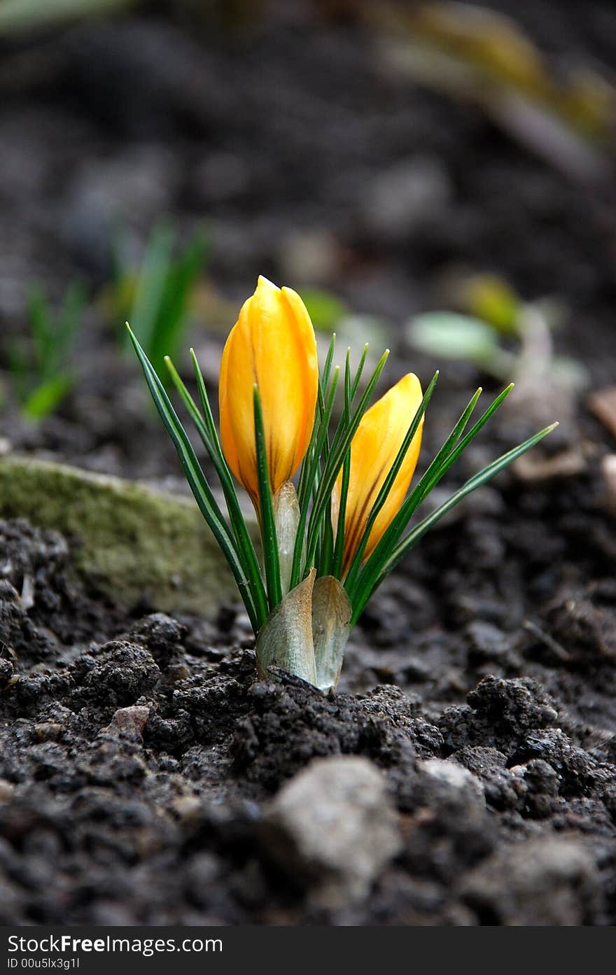 Yellow Crocus Flower Starts To Bloom