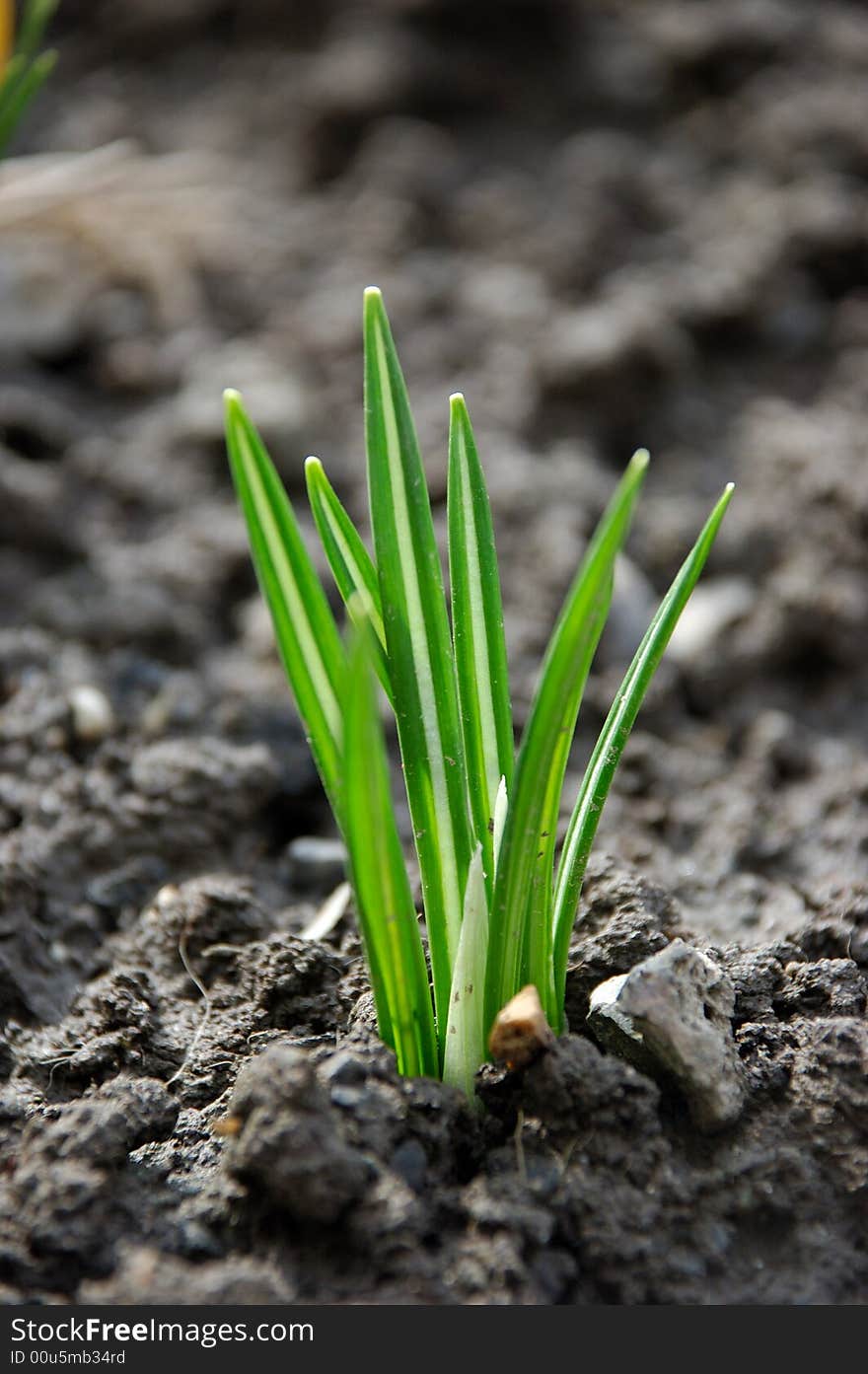 Crocuspant leaf got from soil