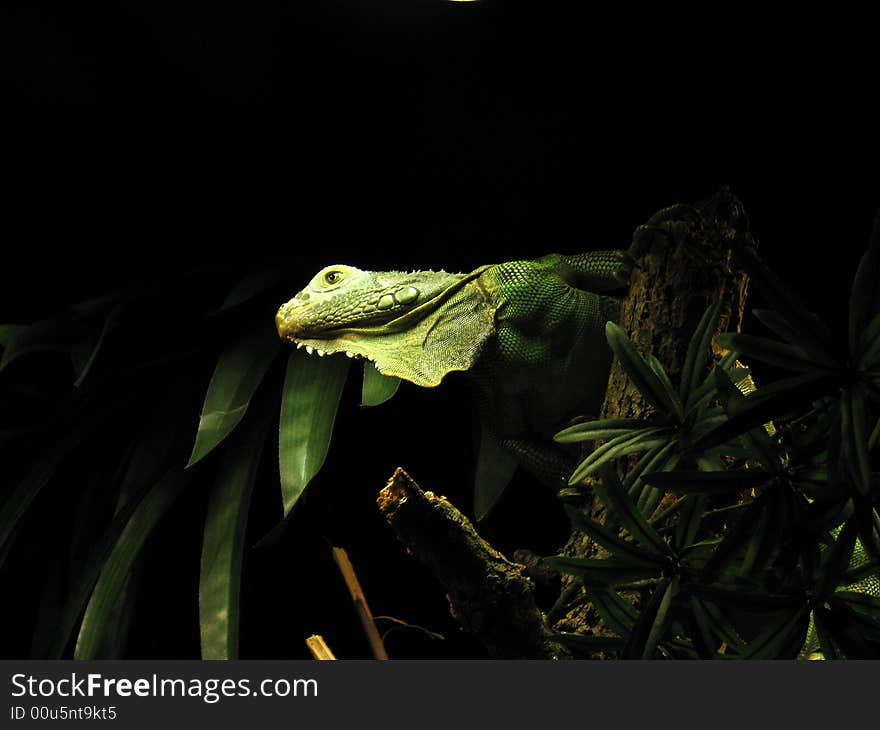 A green lizard