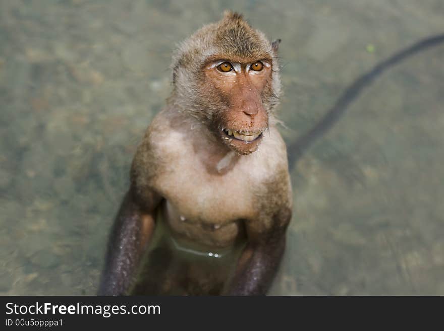 Wet monkey baring its teeth in the water. Wet monkey baring its teeth in the water.