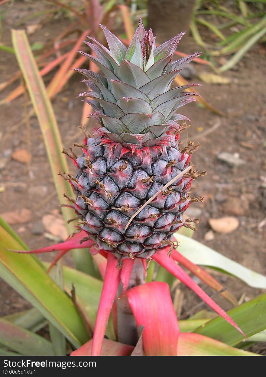 Pineapple fruit