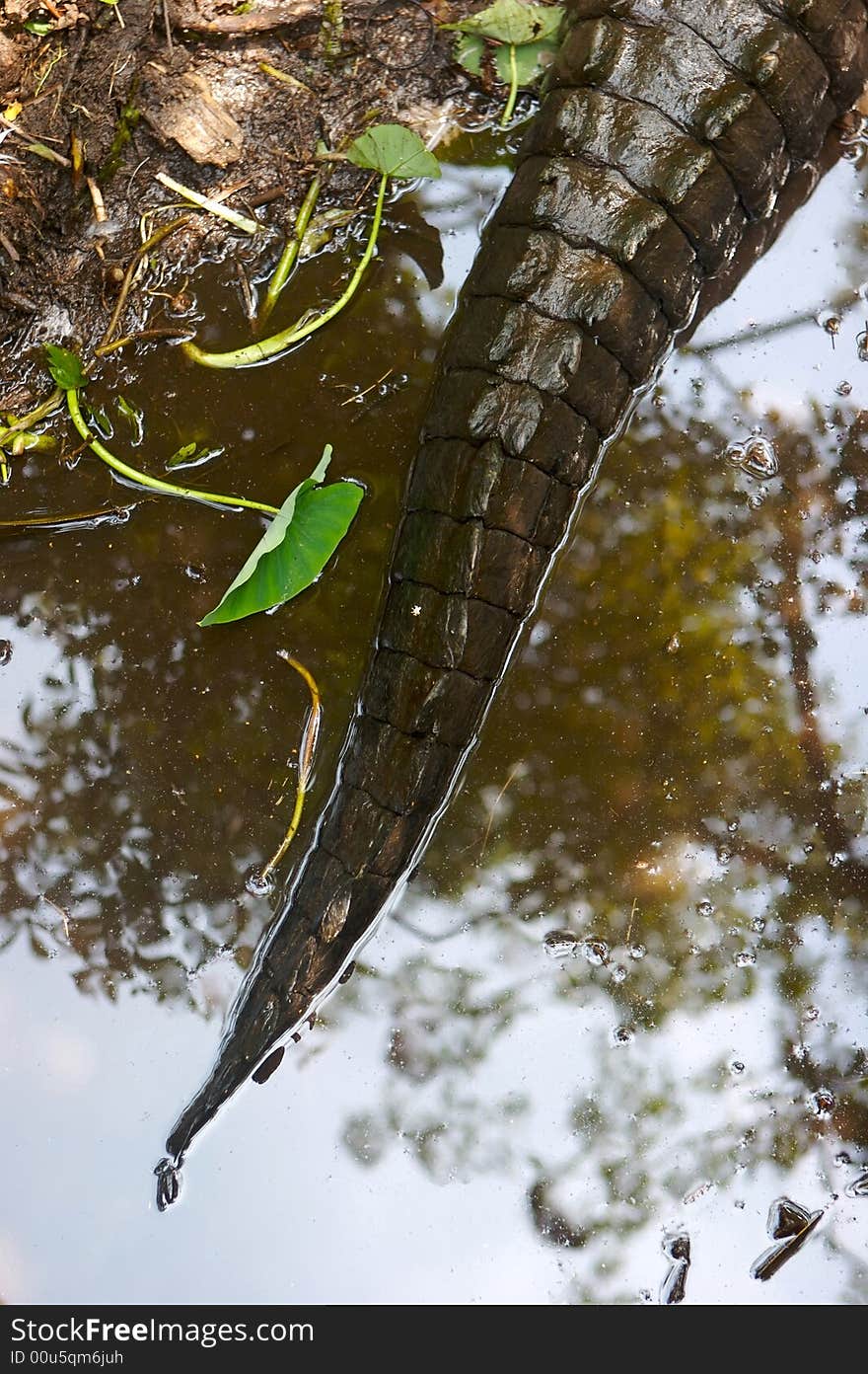 Alligator tail in the Florida swamp land