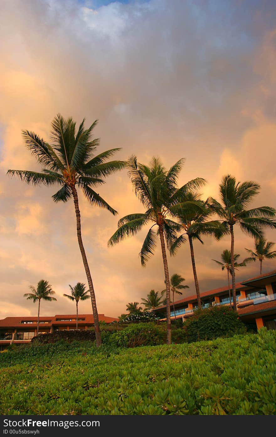 Sunset in Maui resort with Palm Trees