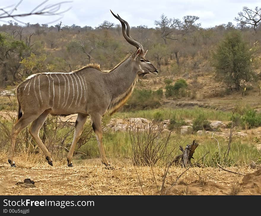 Surely the most beautiful of all African Antelope the Kudu. Surely the most beautiful of all African Antelope the Kudu