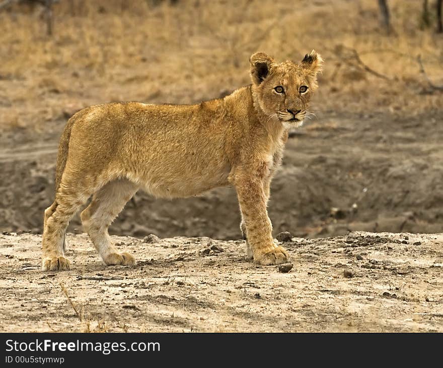 Lion Cubs are very cute and cuddly when they are small. Lion Cubs are very cute and cuddly when they are small