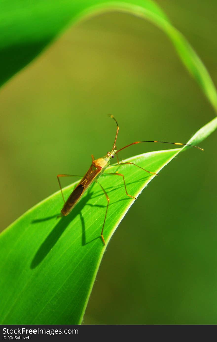 In the sunlight beautiful summer, a comedian clown insect crawls upwardly furiously along its green's path.