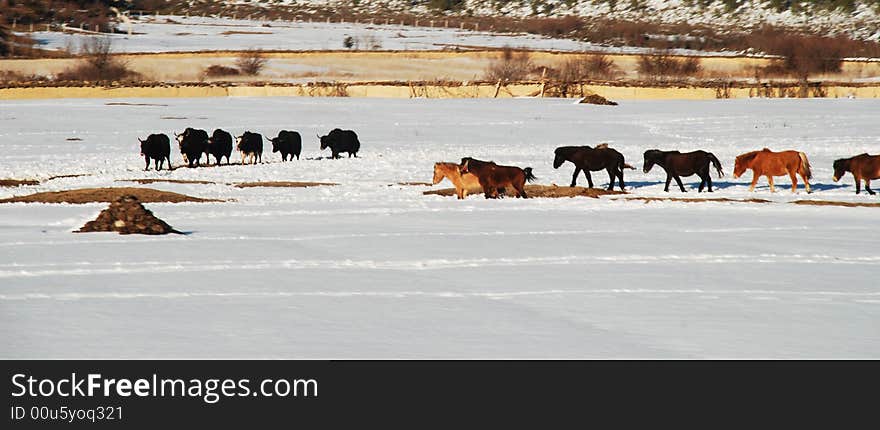 Horse In Winter