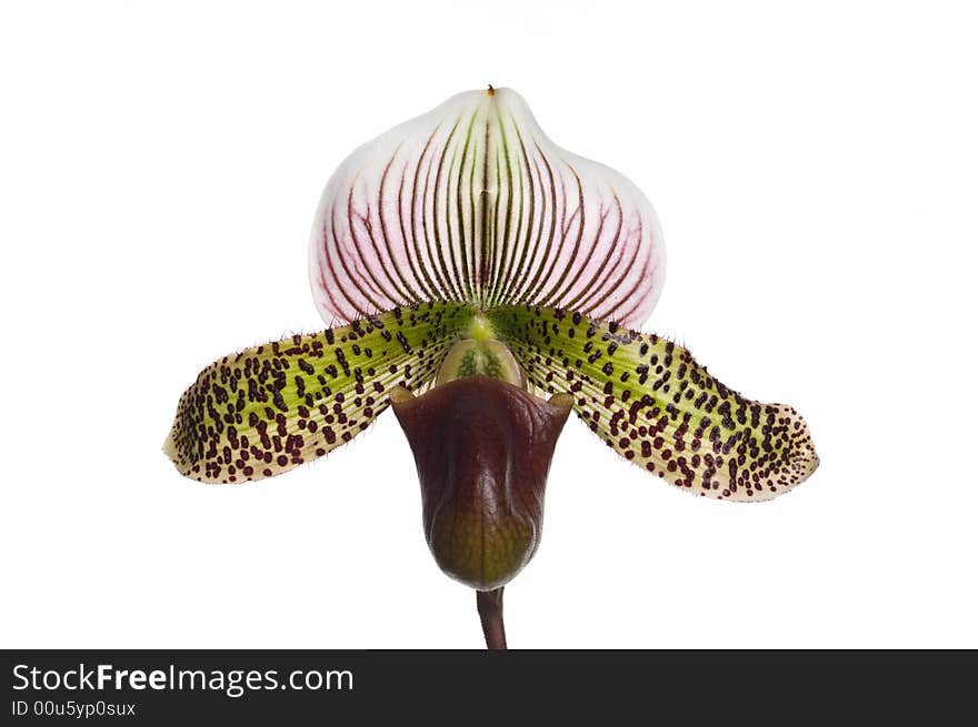 Lady slipper orchid hybrid with spots and stripes on a white background looking straight at the flower