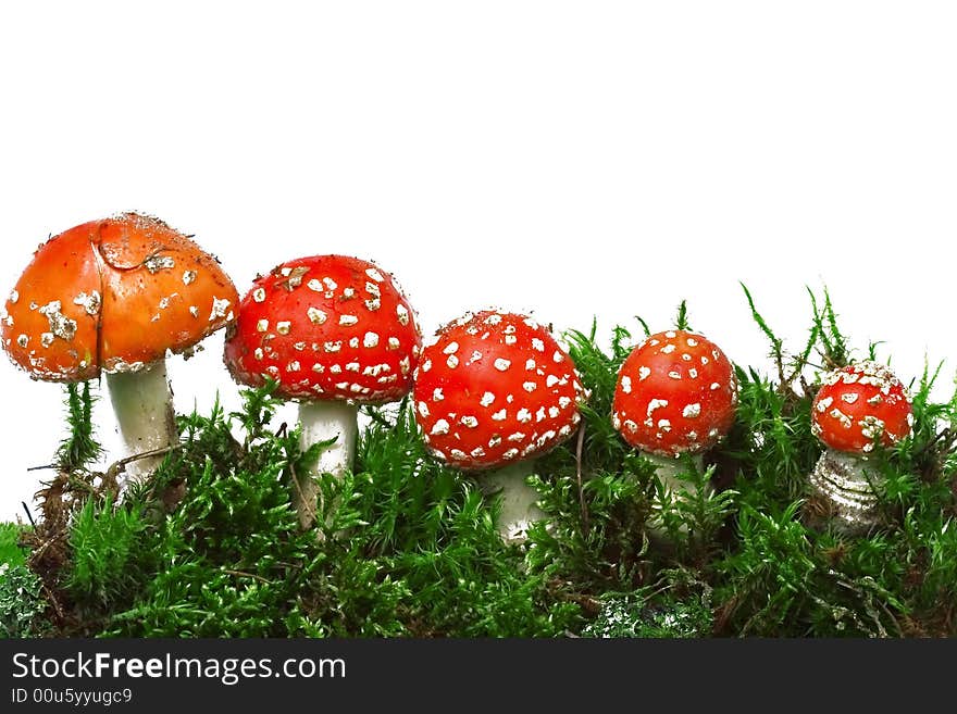 Mushrooms family