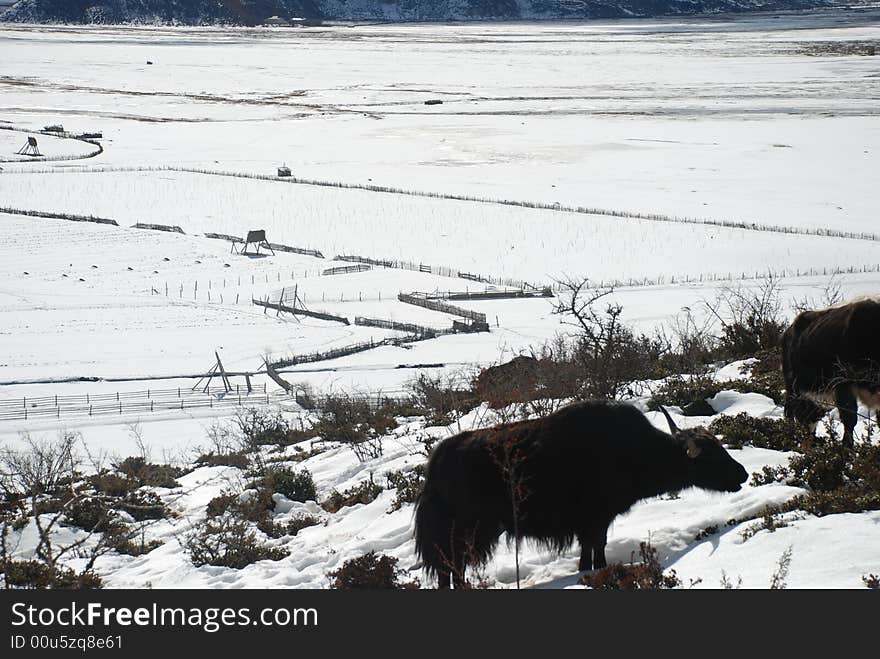 Yak in winter