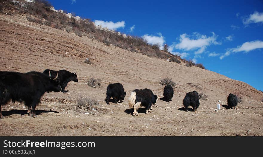 Yak on shangri-la