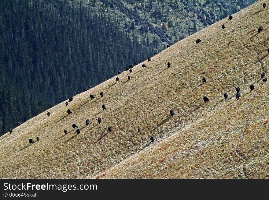 Mountains of yak