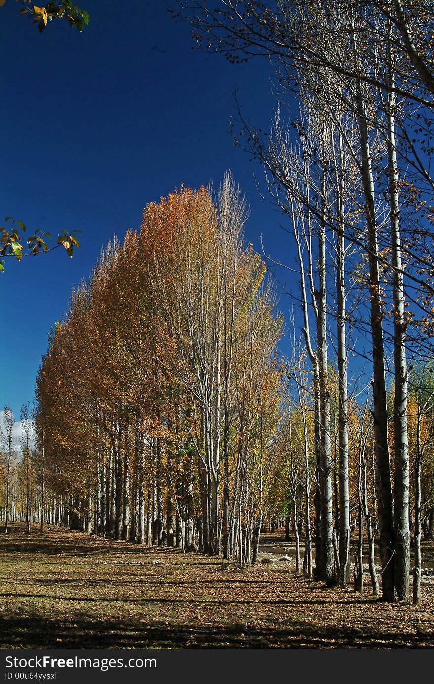 Beautiful Plateau Of Forest