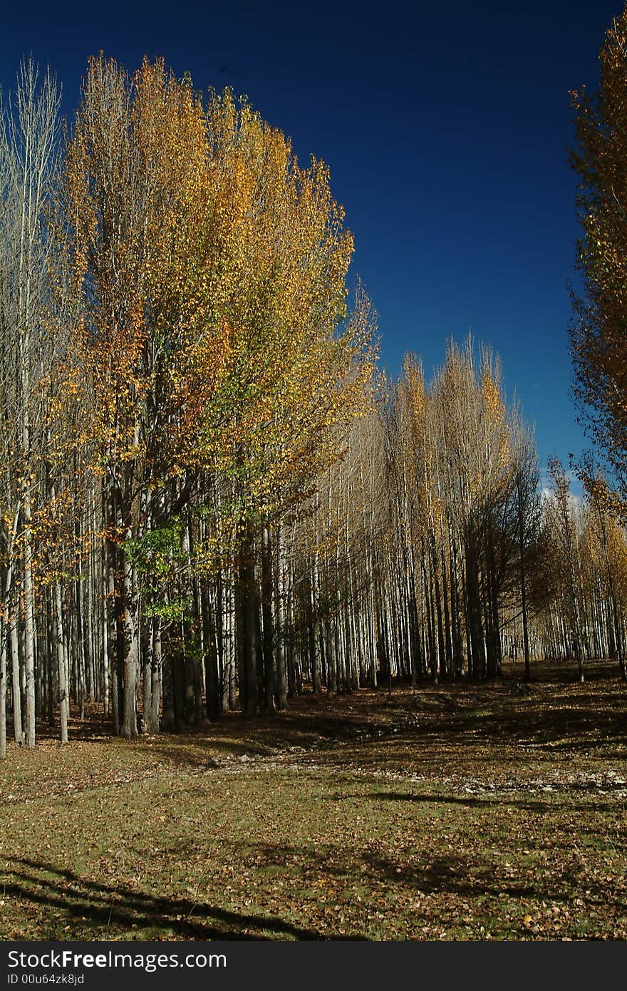 Beautiful Plateau of forest