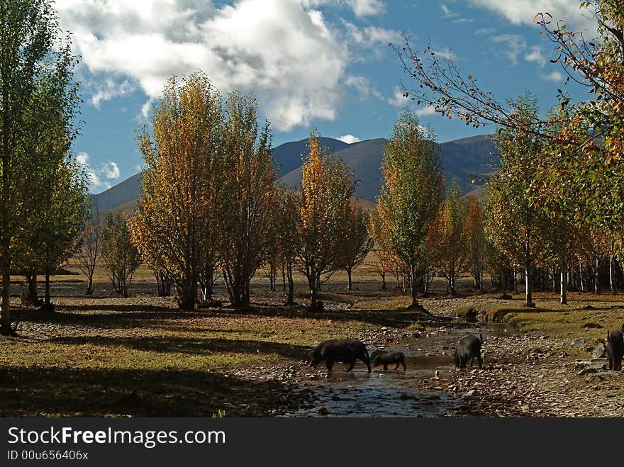 Beautiful Plateau Of Forest