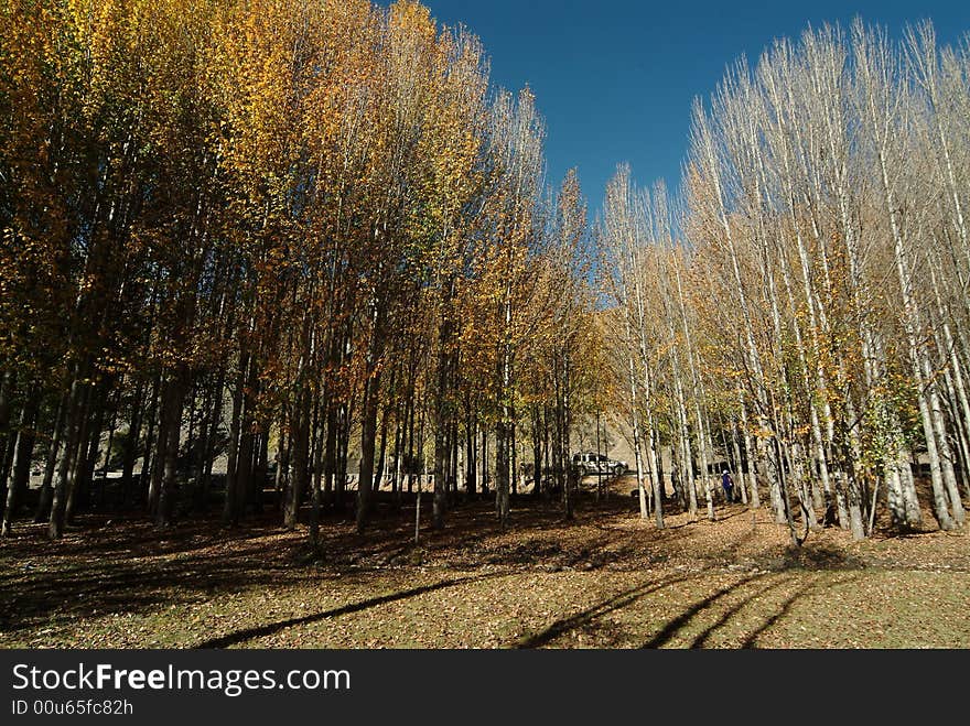 Beautiful Plateau Of Forest