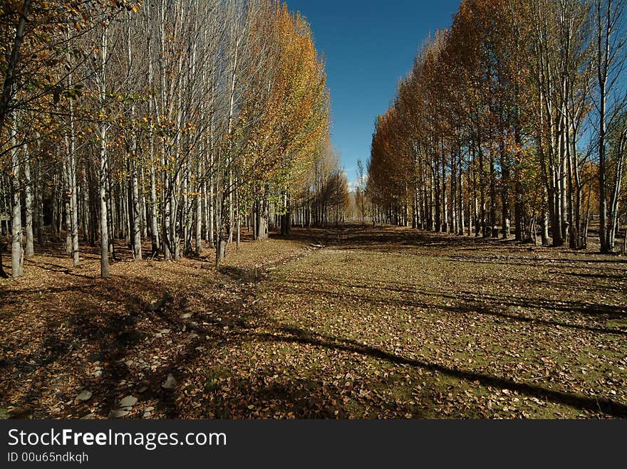 Beautiful Plateau of forest