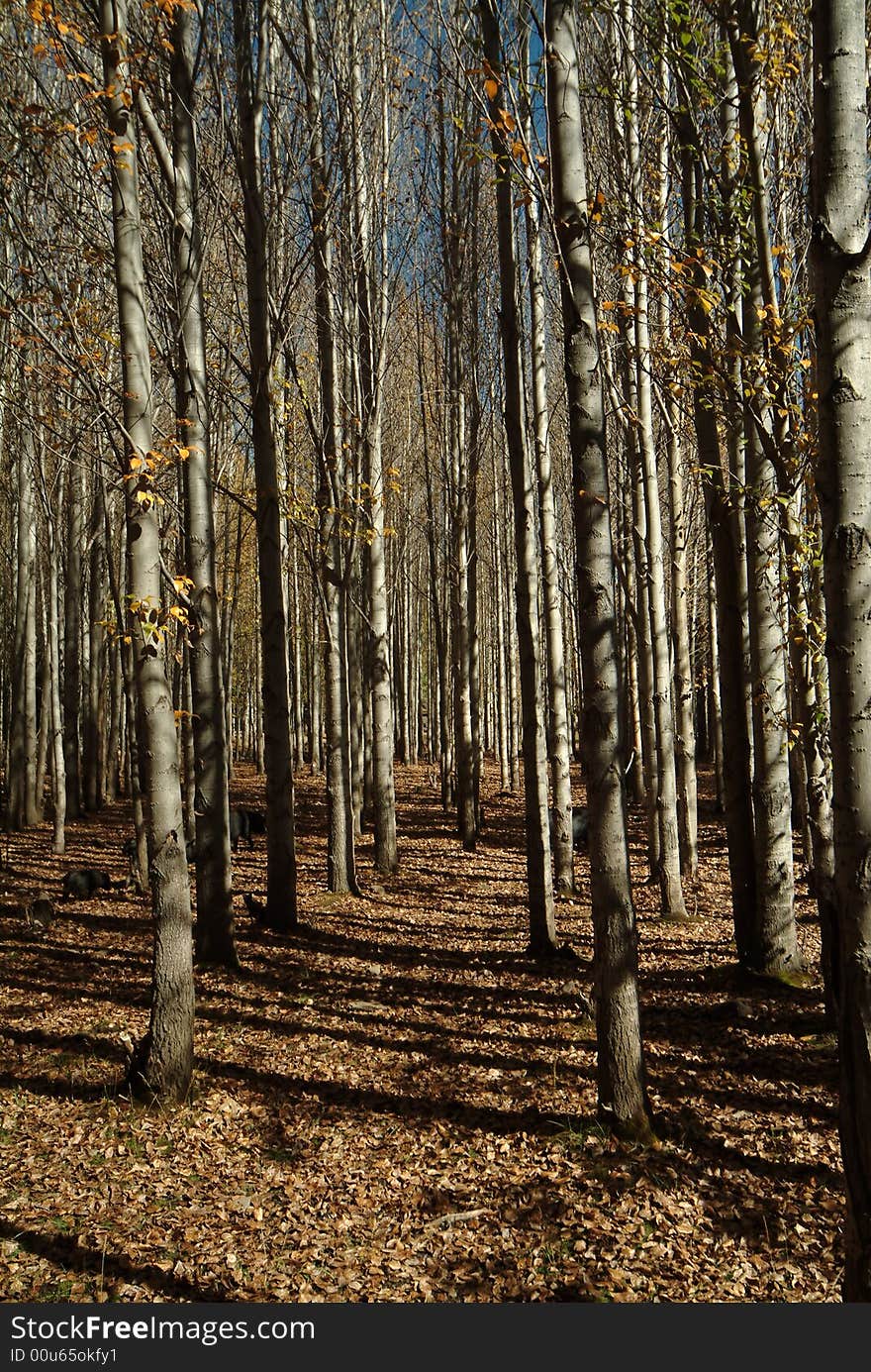 Beautiful Plateau of forest