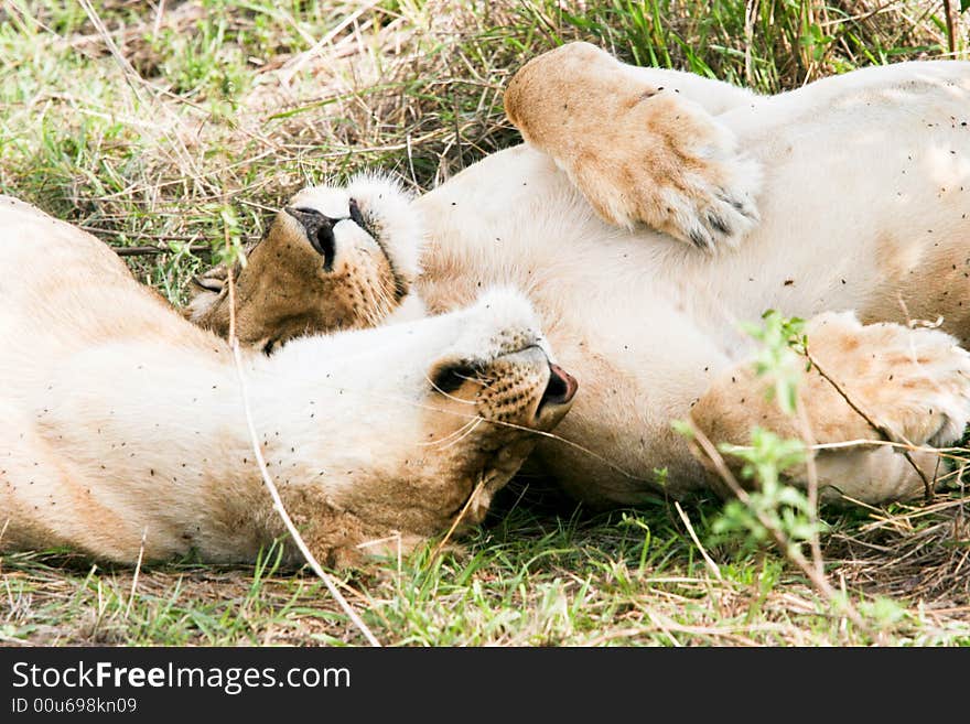 Lions at rest