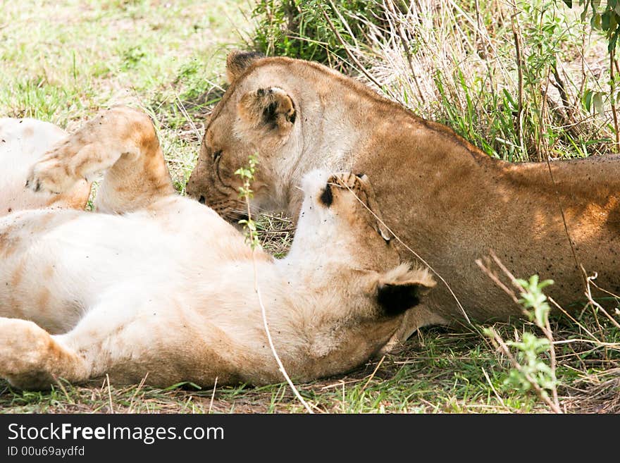 Lion at rest