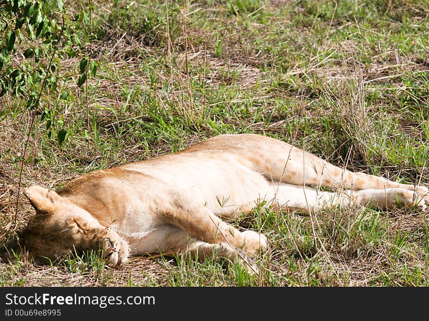 Lion At Rest