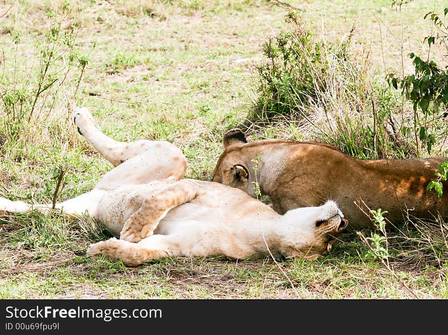 Lion at rest