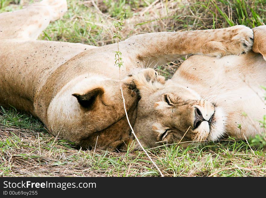 Lions at rest