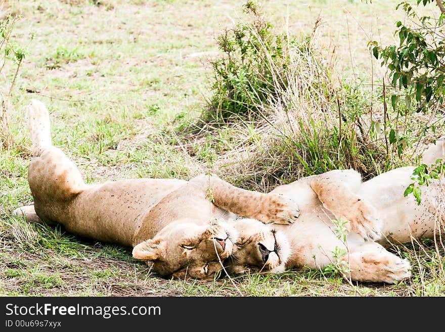 Lions At Rest