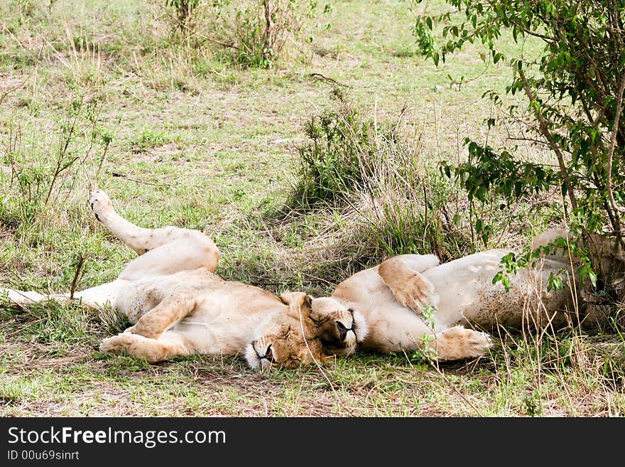 Lions at rest