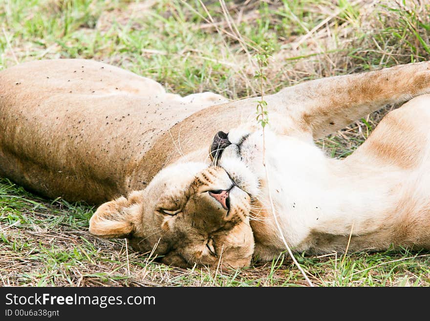 Lions at rest