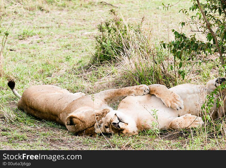 Lions At Rest