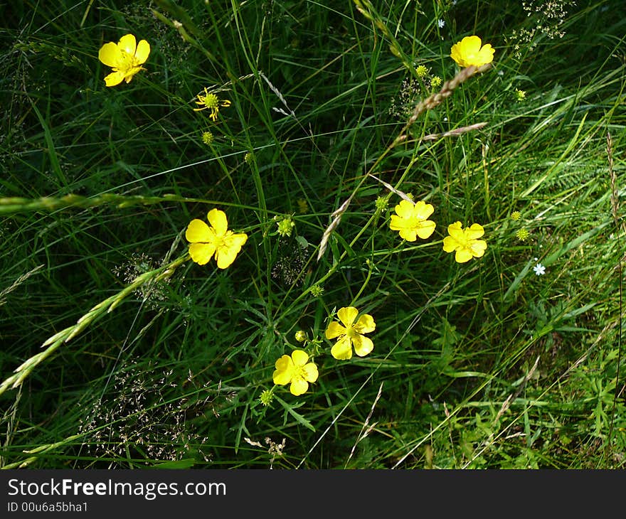 Small yellow flowers on dark grass