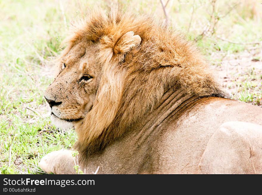 Lion at rest