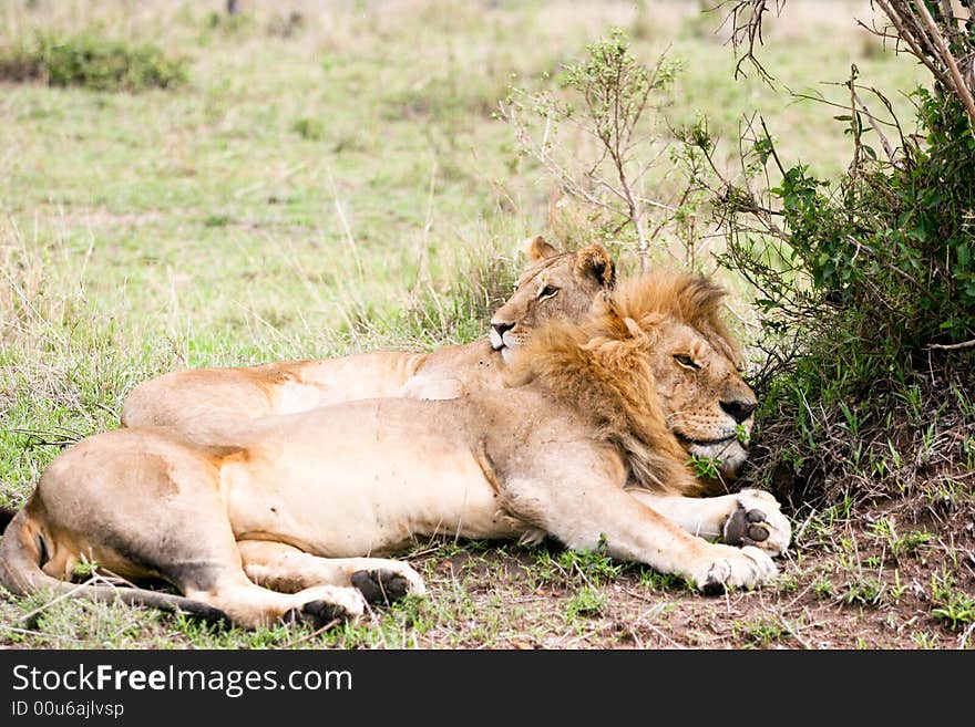 Lions at rest