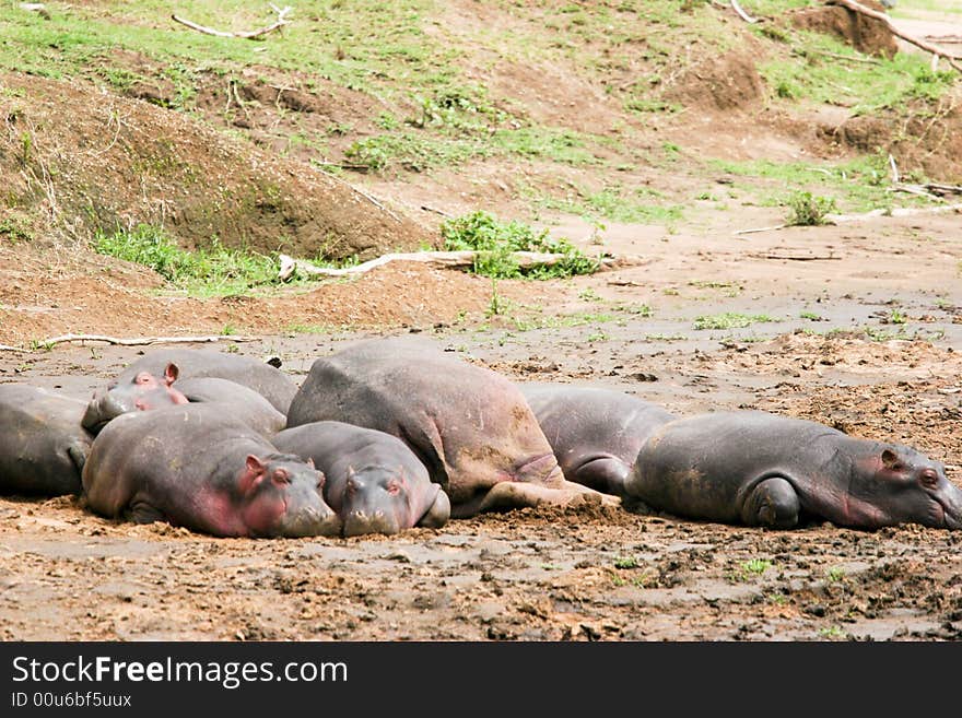 A group of hippoes lying on the river in the early morning in the masai mara reserve. A group of hippoes lying on the river in the early morning in the masai mara reserve