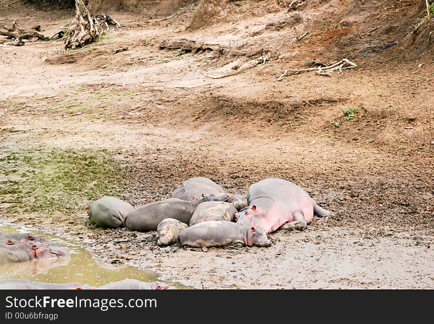 A group of hippoes lying on the river in the early morning in the masai mara reserve. A group of hippoes lying on the river in the early morning in the masai mara reserve