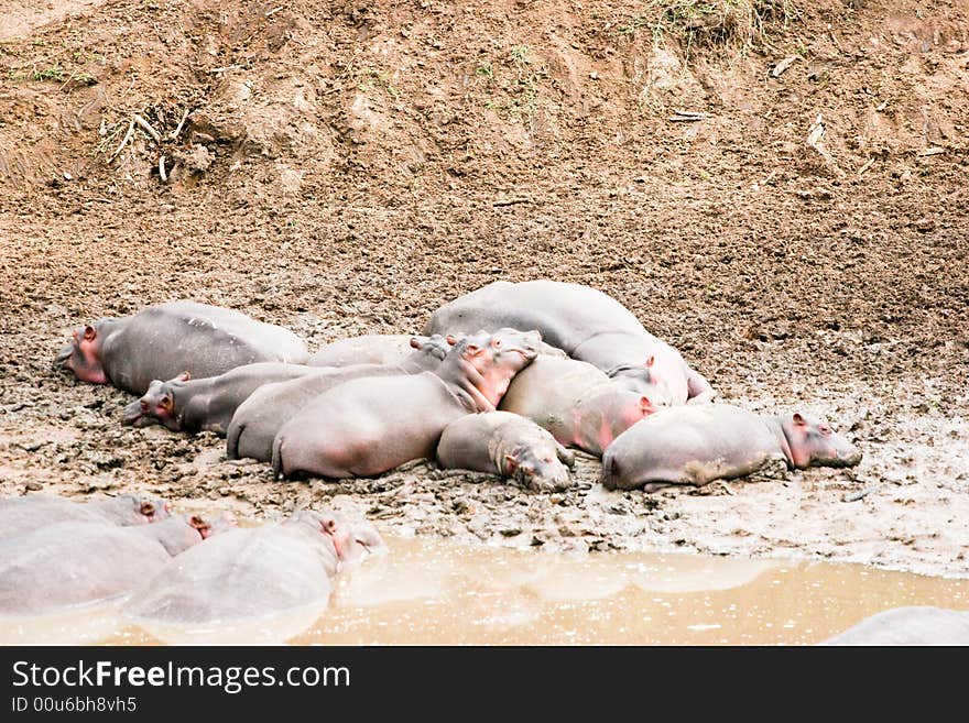 A group of hippoes lying on the river in the early morning in the masai mara reserve. A group of hippoes lying on the river in the early morning in the masai mara reserve