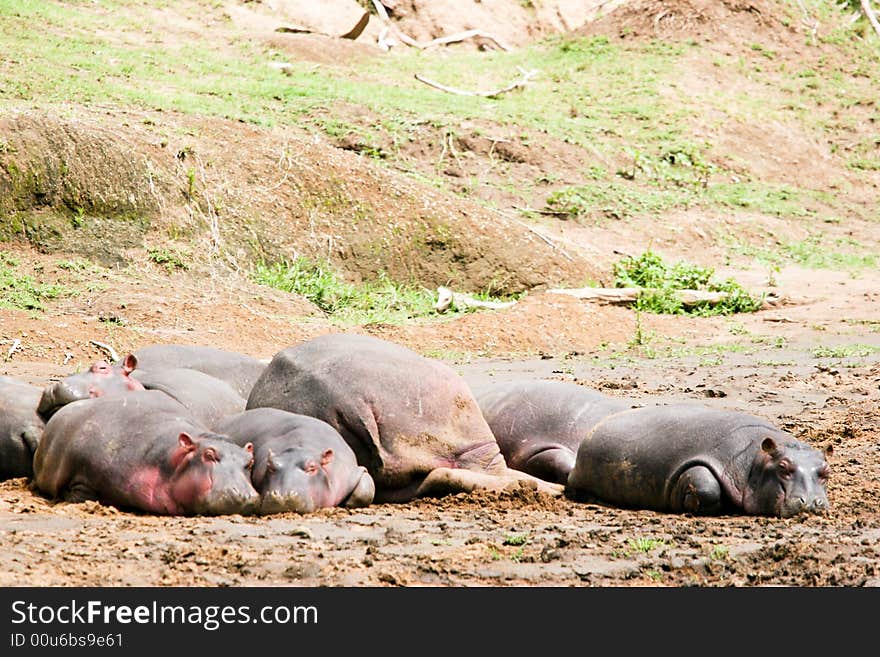 A group of hippoes lying on the river in the early morning in the masai mara reserve. A group of hippoes lying on the river in the early morning in the masai mara reserve