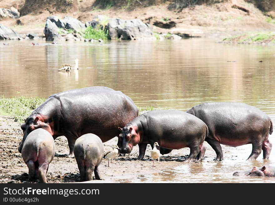 Hippoes Walking