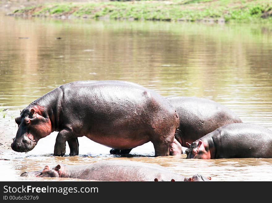 Hippoes Walking