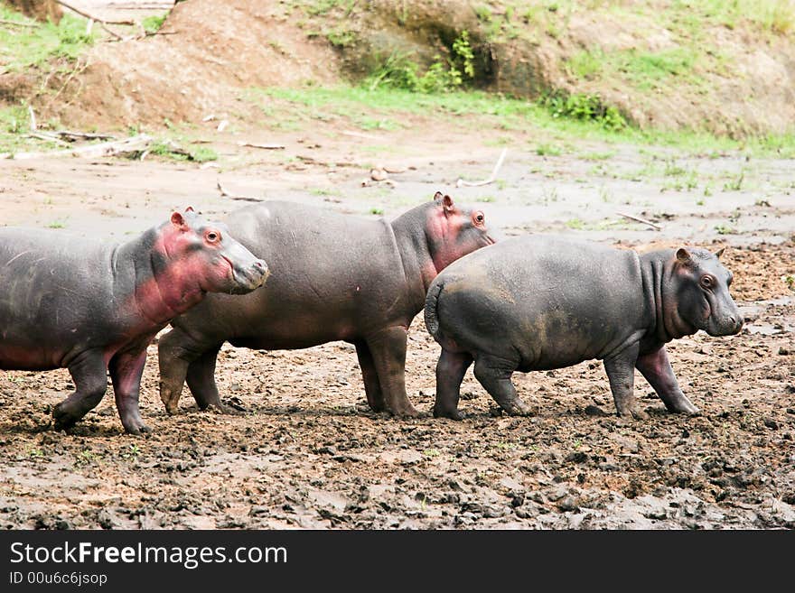 Hippoes walking