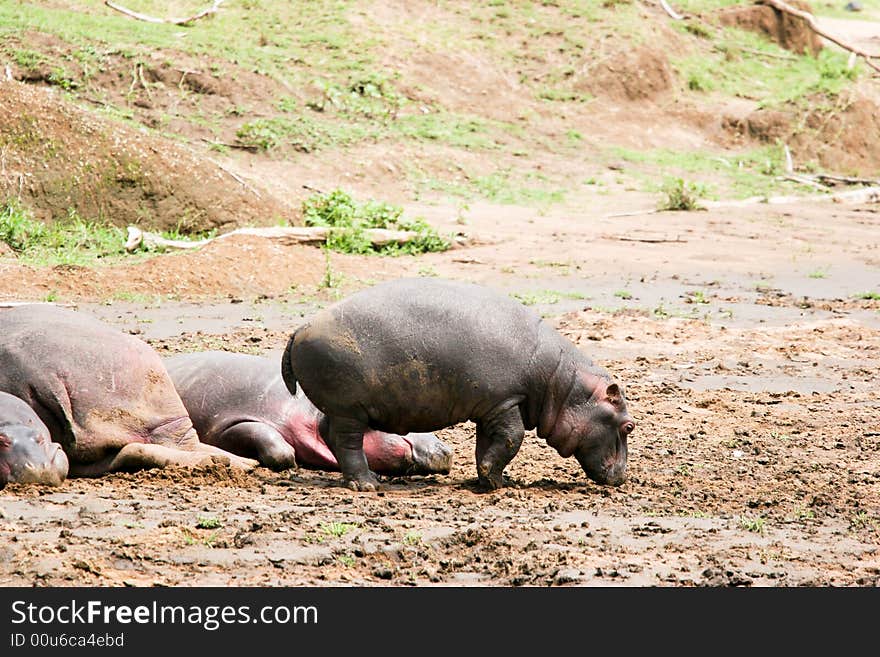 Hippoes walking