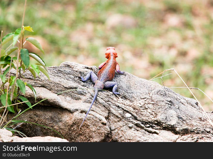 Lizard at rest in the early morning in the masai mara reserve. Lizard at rest in the early morning in the masai mara reserve