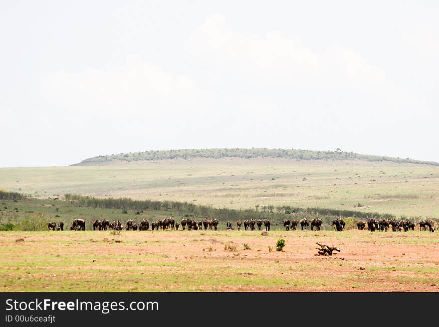 A beautiful landscape of the masai mara reserve in the early morning