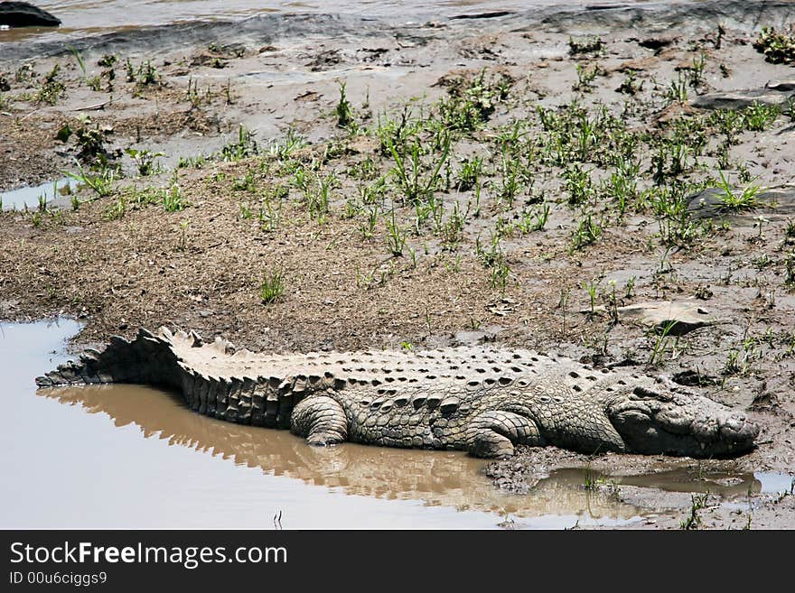 Crocodile at rest