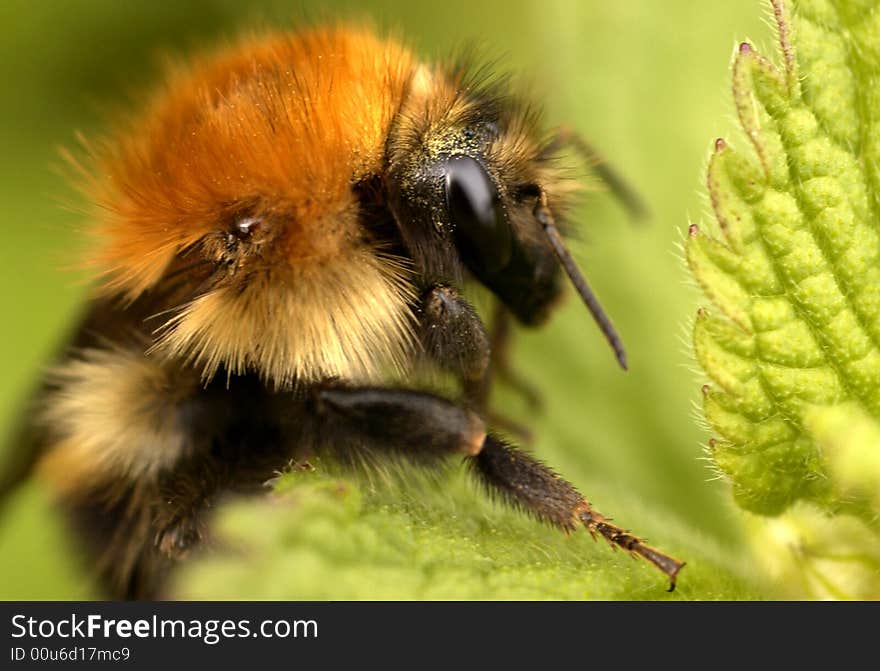 Bee on a Hedge Woundwort plant