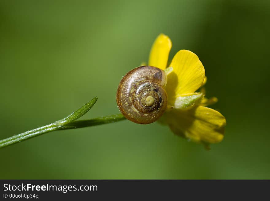 Yellow flower and small snail