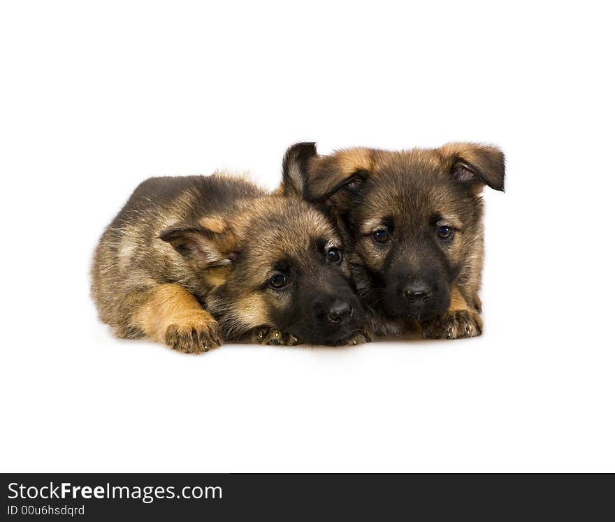 Two Germany sheep-dog puppies